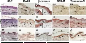 Fig.1.H,I,J showing Immunohistochemistry in a Lizard sample from the publication: Regeneration of reptilian scales after wounding: neogenesis, regional difference, and molecular modules.