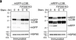 Fig.1.A showing Western Blotting from the publication: A pulse-chasable reporter processing assay for mammalian autophagic flux with HaloTag.