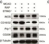 Fig.7.C showing Western Blotting in a Mus musculus (House mouse) sample from the publication: STING orchestrates microglia polarization via interaction with LC3 in autophagy after ischemia.
