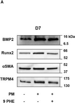 Fig.3.A showing Western Blotting from the publication: Contribution of the TRPM4 Channel to Osteogenic Differentiation of Human Aortic Valve Interstitial Cells.