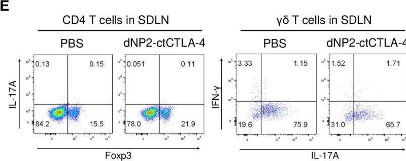 Fig.2.E showing Flow cytometry/Cell sorting in a Mus musculus (House mouse) sample from the publication: Alleviating psoriatic skin inflammation through augmentation of Treg cells via CTLA-4 signaling peptide.
