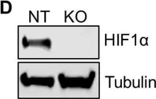 Fig.1.D showing Western Blotting from the publication: Hypoxia-Inducible Factor 1α (HIF1α) Suppresses Virus Replication in Human Cytomegalovirus Infection by Limiting Kynurenine Synthesis.