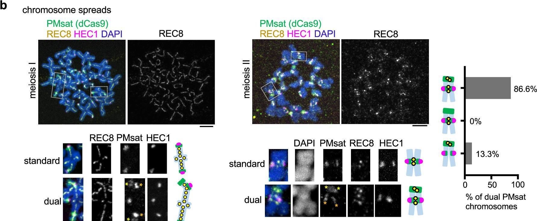 Fig.2.B showing Immunocytochemistry-immunofluorescence in a Mus musculus (House mouse) sample from the publication: Meiosis-specific distal cohesion site decoupled from the kinetochore.