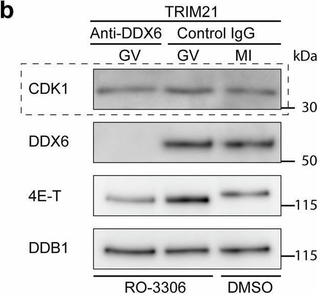 Fig.2.B showing Western Blotting in a Mus musculus (House mouse) sample from the publication: Two mechanisms repress cyclin B1 translation to maintain prophase arrest in mouse oocytes.