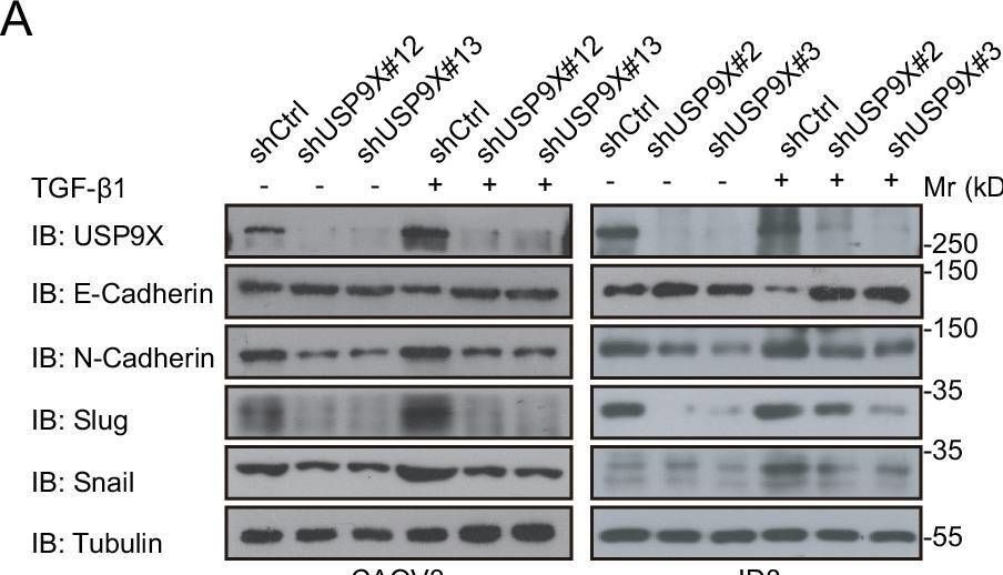 Fig.2.A showing Western Blotting from the publication: USP9X integrates TGF-β and hypoxia signalings to promote ovarian cancer chemoresistance via HIF-2α-maintained stemness.