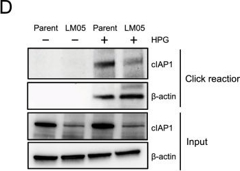 Fig.2.D showing Western Blotting in a Mus musculus (House mouse) sample from the publication: Aberrant accumulation of NIK promotes tumor growth by dysregulating translation and post-translational modifications in breast cancer.