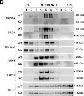 Fig.3.D showing Western Blotting in a Mus musculus (House mouse) sample from the publication: ARID1A deficiency weakens BRG1-RAD21 interaction that jeopardizes chromatin compactness and drives liver cancer cell metastasis.