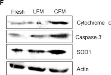 Fig.3.F showing Western Blotting from the publication: Liposome-based Freezing Medium Improves the Outcome of Mouse Prepubertal Testicular Tissue Cryopreservation.