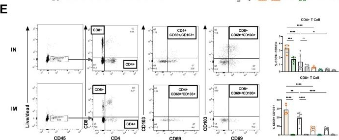 Fig.7.E showing Flow cytometry/Cell sorting in a Mus musculus (House mouse) sample from the publication: Dissecting immunological mechanisms underlying influenza viral nucleoprotein-induced mucosal immunity against diverse viral strains.