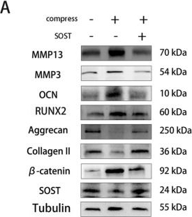 Fig.6.A showing Western Blotting from the publication: ESWT attenuates compressive stress-induced cartilaginous endplate degeneration via modulation of the SOST/Wnt/β-catenin signaling pathway.