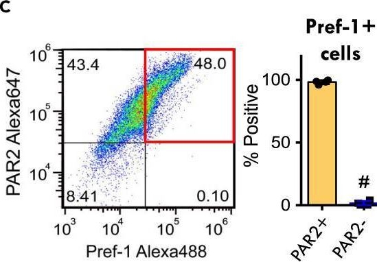 Fig.4.C showing Flow cytometry/Cell sorting in a Mus musculus (House mouse) sample from the publication: A pref-1-controlled non-inflammatory mechanism of insulin resistance.