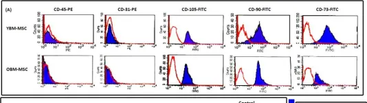 Fig.1.A showing Flow cytometry/Cell sorting in a Rattus norvegicus (Rat) sample from the publication: Age-related changes in rat bone-marrow mesenchymal stem cell plasticity.