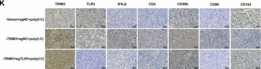 CD163 (D6U1J) Rabbit Monoclonal Antibody | Cell Signaling Technology