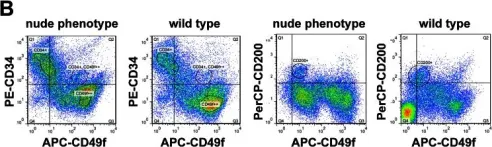 Fig.4.B showing Flow cytometry/Cell sorting in a Mus musculus (House mouse) sample from the publication: Highly upregulated Lhx2 in the Foxn1-/- nude mouse phenotype reflects a dysregulated and expanded epidermal stem cell niche.