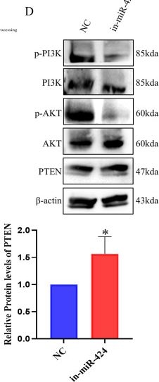 Fig.6.D showing Western Blotting in a Homo sapiens (Human) sample from the publication: MiR-424-5p acts as an oncogene in Hep3B cells by activating the PI3K/AKT signaling pathway.
