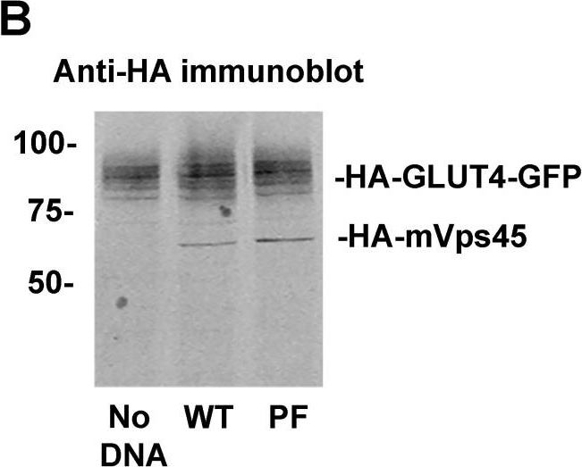 Fig.2.B showing Western Blotting in a Homo sapiens (Human) sample from the publication: Phosphorylation of the N-terminus of Syntaxin-16 controls interaction with mVps45 and GLUT4 trafficking in adipocytes.