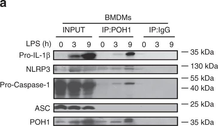 Fig.5.A showing Western Blotting in a Mus musculus (House mouse) sample from the publication: POH1 deubiquitinates pro-interleukin-1β and restricts inflammasome activity.