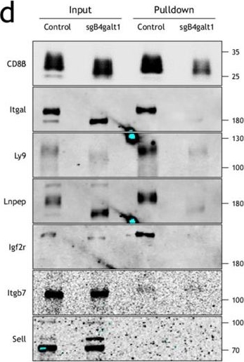 Fig.5.D showing Western Blotting from the publication: Ex vivo and in vivo CRISPR/Cas9 screenings identify the roles of protein N-glycosylation in regulating T-cell activation and functions.