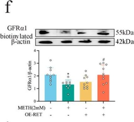 Fig.6.F showing Western Blotting in a Mus musculus (House mouse) sample from the publication: Role of RET-Regulated GDNF-GFRα1 Endocytosis in Methamphetamine-Induced Neurotoxicity.