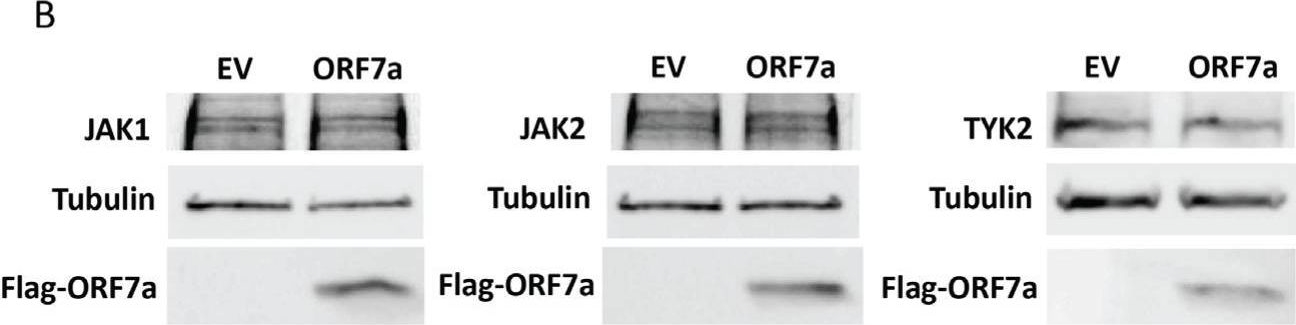 Fig.4.B showing Western Blotting from the publication: SARS-CoV-2 ORF7a Protein Impedes Type I Interferon-Activated JAK/STAT Signaling by Interacting with HNRNPA2B1.
