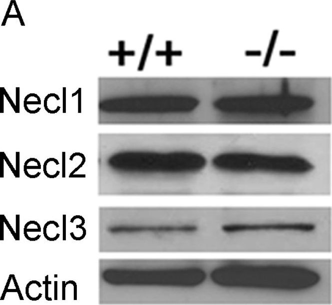 Fig.7.A showing Western Blotting in a Mus musculus (House mouse) sample from the publication: Necl-4/SynCAM-4 is expressed in myelinating oligodendrocytes but not required for axonal myelination.
