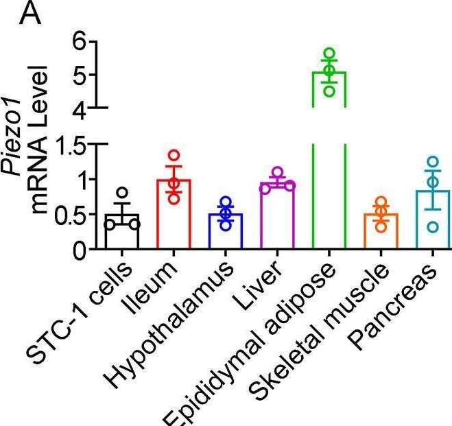 Fig.1.A from the publication: Mechano-regulation of GLP-1 production by Piezo1 in intestinal L cells.