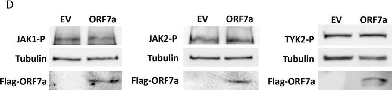 Fig.4.D showing Western Blotting from the publication: SARS-CoV-2 ORF7a Protein Impedes Type I Interferon-Activated JAK/STAT Signaling by Interacting with HNRNPA2B1.