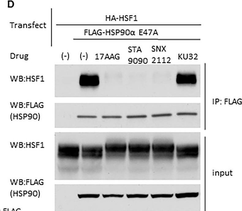 Fig.1.D showing Western Blotting from the publication: HSP90 inhibitors disrupt a transient HSP90-HSF1 interaction and identify a noncanonical model of HSP90-mediated HSF1 regulation.