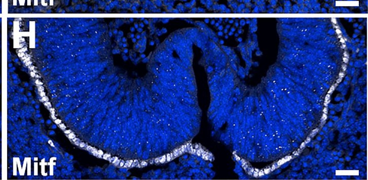 Fig.7.H showing Immunohistochemistry-immunofluorescence in an Oryctolagus cuniculus (Rabbit) sample from the publication: Shroom3 facilitates optic fissure closure via tissue alignment and reestablishment of apical-basal polarity during epithelial fusion.