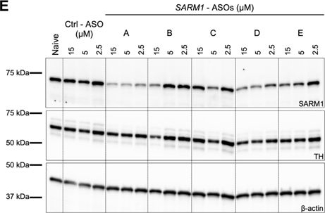Fig.1.E showing Western Blotting in a Homo sapiens (Human) sample from the publication: SARM1 activation induces reversible mitochondrial dysfunction and can be prevented in human neurons by antisense oligonucleotides.