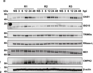 Fig.2.D showing Western Blotting in a Homo sapiens (Human) sample from the publication: Multi-OMICs landscape of SARS-CoV-2-induced host responses in human lung epithelial cells.