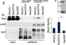 Ran Antibody | Cell Signaling Technology