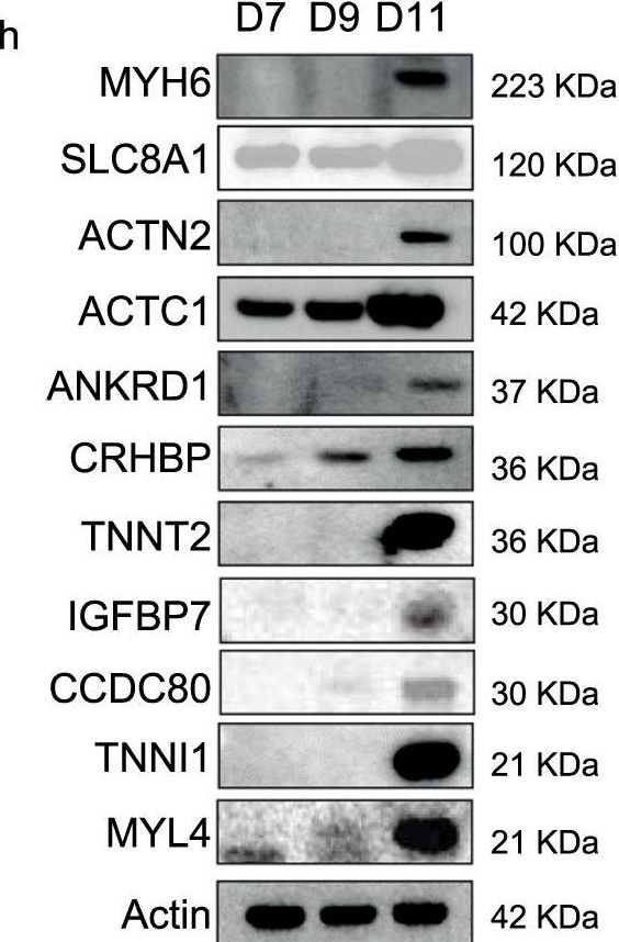 Fig.1.H showing Western Blotting from the publication: Pluripotent stem cell-derived committed cardiac progenitors remuscularize damaged ischemic hearts and improve their function in pigs.