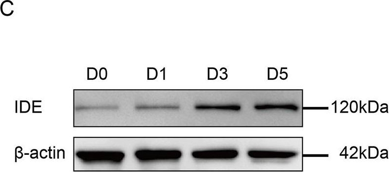 Fig.1.C showing Western Blotting from the publication: Inhibition of insulin degrading enzyme suppresses osteoclast hyperactivity via enhancing Nrf2-dependent antioxidant response in glucocorticoid-induced osteonecrosis of the femoral head.