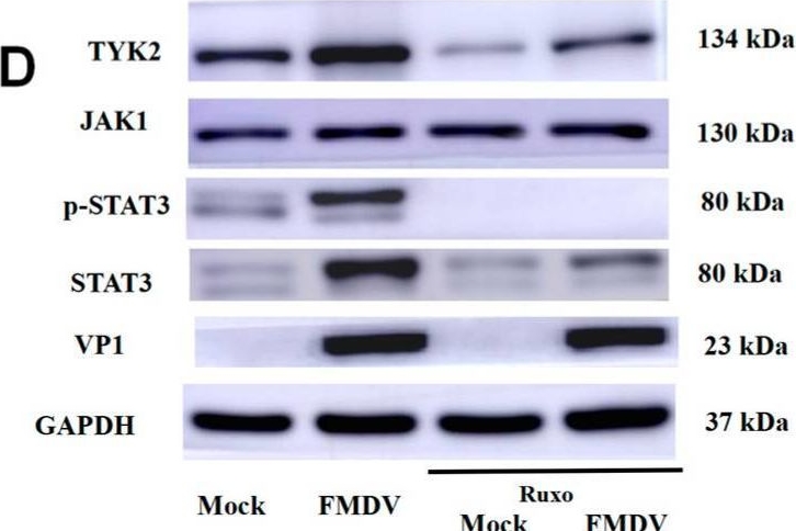 Fig.5.D showing Western Blotting in a Mus musculus (House mouse) sample from the publication: IL-10 Promotes CXCL13 Expression in Macrophages Following Foot-and-Mouth Disease Virus Infection.