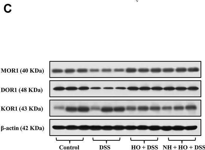 Fig.6.C showing Western Blotting in a Mus musculus (House mouse) sample from the publication: Central administration of human opiorphin alleviates dextran sodium sulfate-induced colitis in mice through activation of the endogenous opioid system.