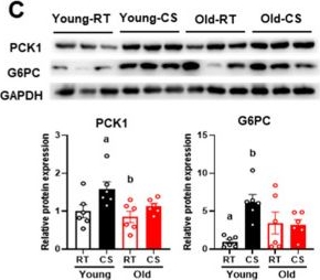 Fig.1.C showing Western Blotting from the publication: Myeloid GHSR Deficiency Protects Against Thermogenic Impairment in Aging Through Immune Remodeling of Brown Adipose Tissue.
