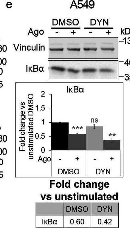 Fig.7.E showing Western Blotting from the publication: Clathrin- and dynamin-dependent endocytosis limits canonical NF-κB signaling triggered by lymphotoxin β receptor.