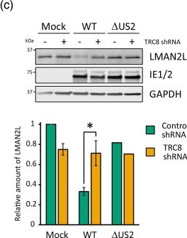 Fig.2.C showing Western Blotting from the publication: HCMV US2 co-opts TRC8 to degrade the endoplasmic reticulum-resident protein LMAN2L.