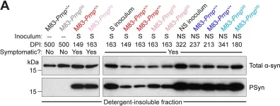 Fig.2.A showing Western Blotting from the publication: α-Synuclein strain propagation is independent of cellular prion protein expression in a transgenic synucleinopathy mouse model.