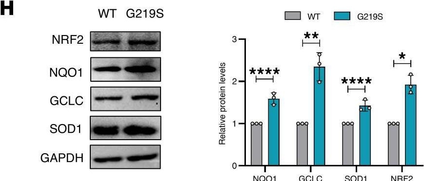Fig.6.H showing Western Blotting from the publication: Tubulin tyrosine ligase variant perturbs microtubule tyrosination, causing hypertrophy in patient-specific and CRISPR gene-edited iPSC-cardiomyocytes.