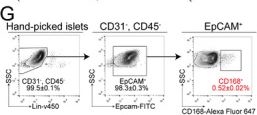 Fig.1.G showing Flow cytometry/Cell sorting in a Mus musculus (House mouse) sample from the publication: CD168 Identifies Proliferating Pancreatic Islet Cells in Murine and Human.