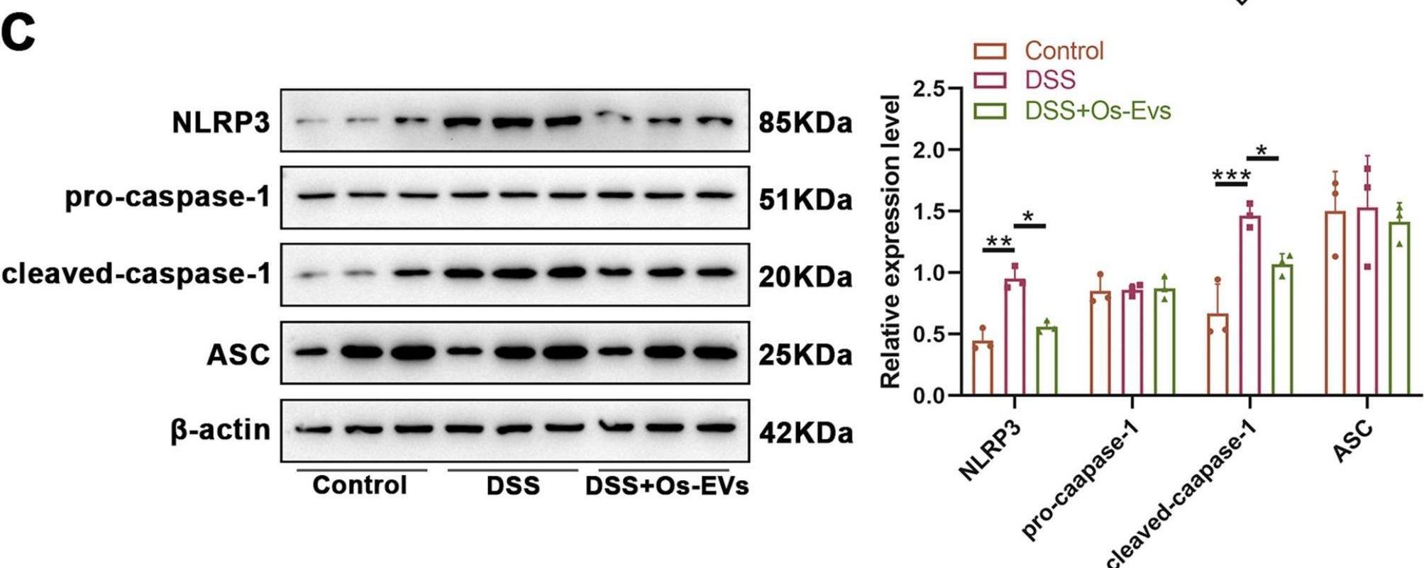 Fig.5.C showing Western Blotting in a Mus musculus (House mouse) sample from the publication: Odoribacter splanchnicus-derived extracellular vesicles alleviate inflammatory bowel disease by modulating gastrointestinal inflammation and intestinal barrier function via the NLRP3 inflammasome suppression.