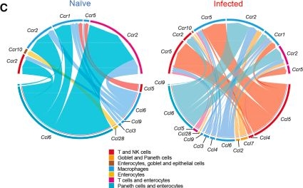 Fig.4.C from the publication: CCL signaling drives T Cell-Macrophage crosstalk in the mouse colon during chronic Trypanosoma cruzi infection.
