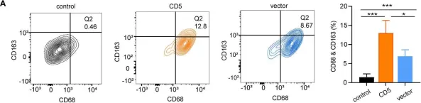 Fig.5.A showing Flow cytometry/Cell sorting from the publication: Enhanced lipid metabolism confers the immunosuppressive tumor microenvironment in CD5-positive non-MYC/BCL2 double expressor lymphoma.