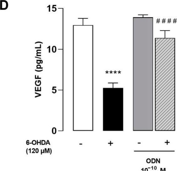 Fig.3.D showing Enzyme-linked immunosorbent assay from the publication: Octadecaneuropeptide, ODN, Promotes Cell Survival against 6-OHDA-Induced Oxidative Stress and Apoptosis by Modulating the Expression of miR-34b, miR-29a, and miR-21in Cultured Astrocytes.