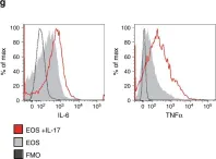 Fig.5.G showing Flow cytometry/Cell sorting in a Mus musculus (House mouse) sample from the publication: Microbiota-driven interleukin-17-producing cells and eosinophils synergize to accelerate multiple myeloma progression.