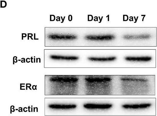 Fig.6.D showing Western Blotting from the publication: MiR-130a-3p Inhibits PRL Expression and Is Associated With Heat Stress-Induced PRL Reduction.