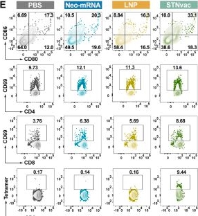 Fig.2.E showing Flow cytometry/Cell sorting in a Mus musculus (House mouse) sample from the publication: Spleen-targeted neoantigen mRNA vaccine induces ISG15+ CD8+ T cell-mediated tertiary lymphoid structure formation in hepatocellular carcinoma.
