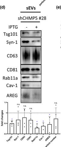 Fig.6.D showing Western Blotting from the publication: Accessory ESCRT-III proteins are conserved and selective regulators of Rab11a-exosome formation.
